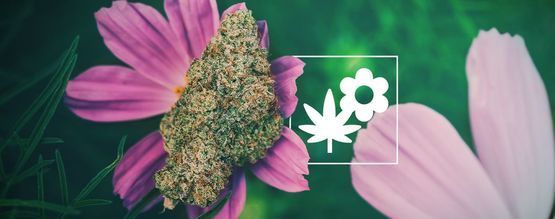 Como cultivar melhor canábis com plantas companheiras