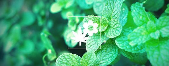 Plantação companheira de cannabis: hortelã