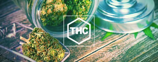 Tudo o que precisa de saber sobre o THC