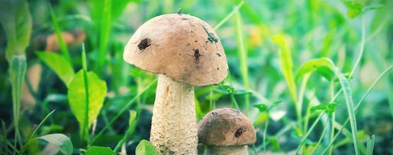 Como proteger o seu cultivo de cogumelos mágicos de moscas dos cogumelos