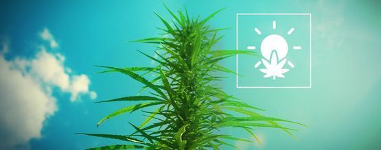 Como cultivar canábis ao ar livre