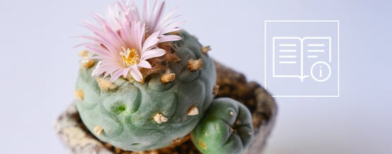 Como cultivar e cuidar do peyote: guia completo passo a passo