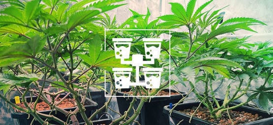 Fique a saber tudo sobre DWC e técnicas avançadas de hidroponia