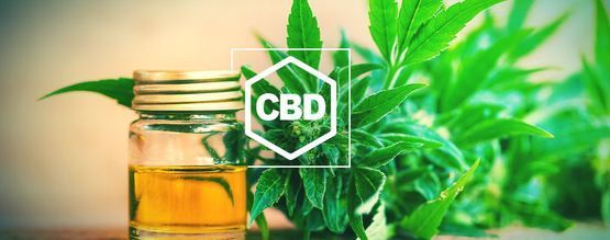 Tudo o que precisa de saber sobre o CBD