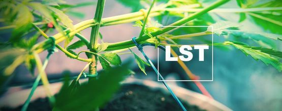 Como e quando treinar plantas de canábis com técnicas de baixo stress