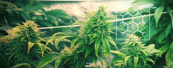 Cortar cannabis com a técnica ScrOG