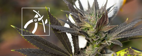 Como colher plantas de canábis