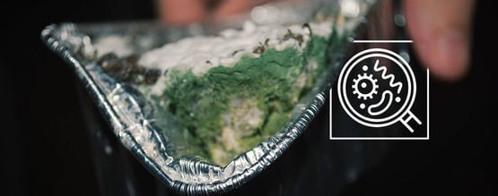 Como identificar uma cultura de cogumelos mágicos contaminada