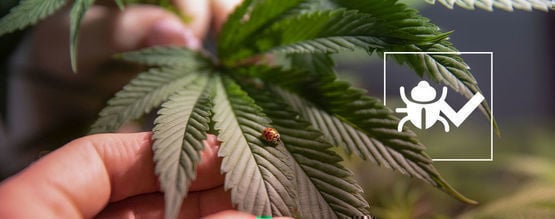 Insetos que contribuem para um melhor cultivo de canábis