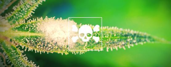 Como identificar e tratar plantas de canábis doentes