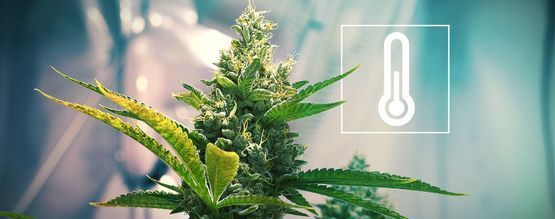 Temperatura na sala de cultivo de canábis