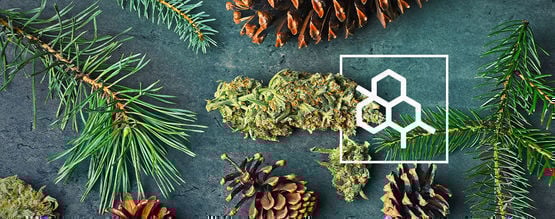 Tudo o que precisa de saber sobre terpenos