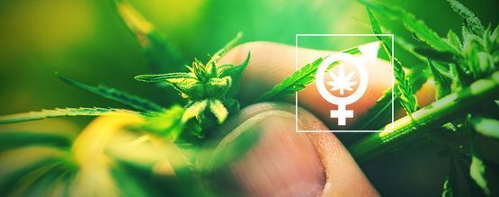 Porque é importante identificar o género das suas plantas de canábis