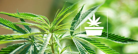 A fase vegetativa do cultivo de canábis