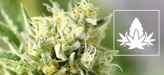 A fase de floração no cultivo de canábis