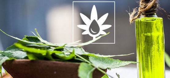 Como usar óleo de neem na sala de cultivo
