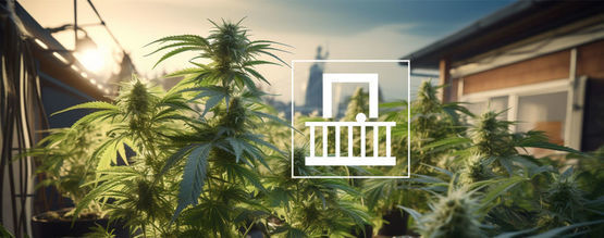 Como cultivar canábis numa varanda ou terraço