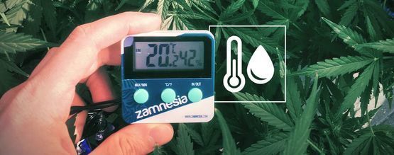 Humidade no espaço de cultivo de canábis