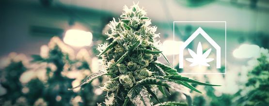 Como cultivar canábis em casa
