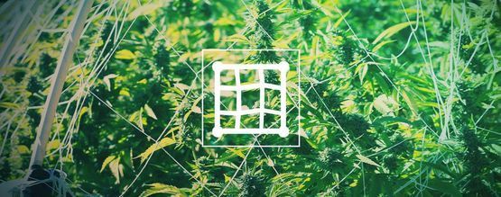 Como utilizar estruturas de suporte para cultivar canábis