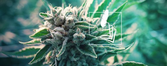 História da cannabis medicinal