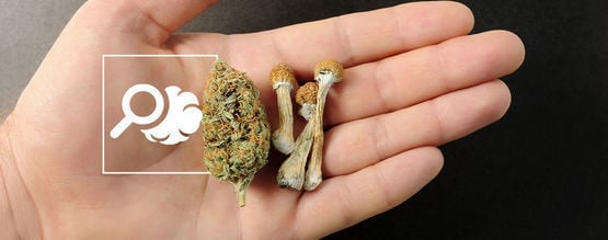 Tudo o que precisa de saber sobre microdosagem de psicadélicos e canábis