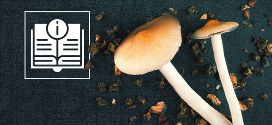 Informações sobre cogumelos e trufas mágicas