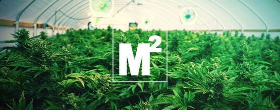 Quantas plantas de canábis devo cultivar por metro quadrado?