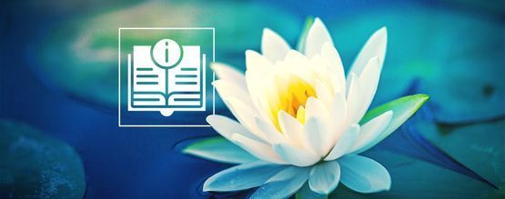 Tudo o que precisa de saber sobre White Lotus
