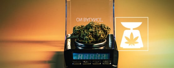 Pesos de cannabis: tudo o que precisa de saber
