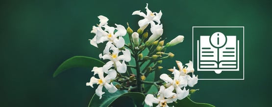 Voacanga africana: tudo o que precisa de saber