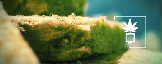 Tudo o que precisa de saber sobre o cultivo de canábis em lã de rocha