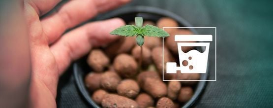 Como obter colheitas abundantes de canábis com hidroponia DWC