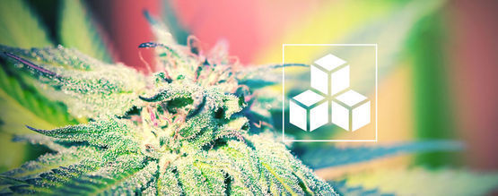 A importância dos açúcares no cultivo de canábis