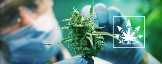 Como (e porquê) regenerar plantas de canábis