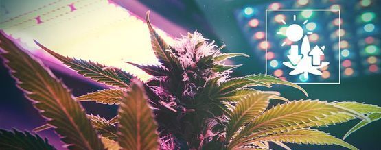 Cannabis e fotossíntese