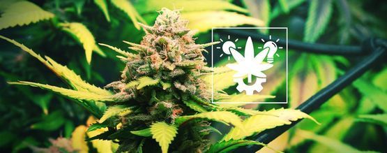 Como cultivar autoflorescentes: o guia completo