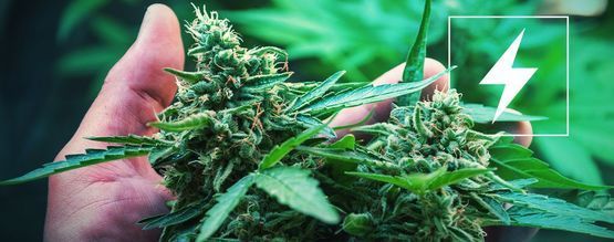 Eletricidade e cultivo de cannabis