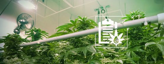 Os vários tipos de sistemas hidropónicos para cultivar canábis