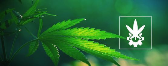 O que é a cannabis ruderalis?