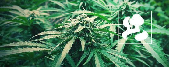 Como cultivar canábis de forma clandestina