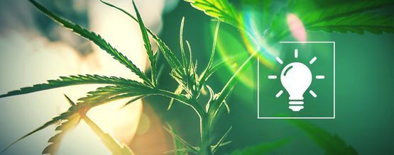 Escolher a iluminação ideal para o seu cultivo indoor