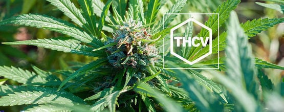 Tudo o que precisa de saber sobre a THCV