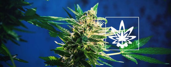 Como maximizar o rendimento com canábis de floração automática