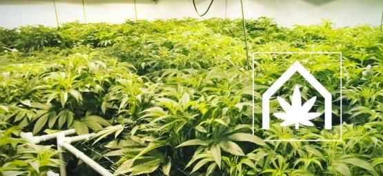 Como criar e manter o espaço de cultivo de canábis perfeito