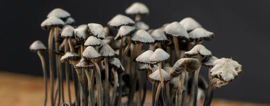 Como cultivar kits de cultivo de cogumelos Copelandia