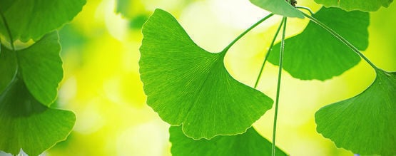 Tirar o melhor proveito do ginkgo biloba