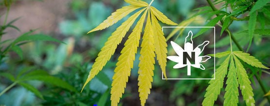 Défice de azoto em plantas de canábis