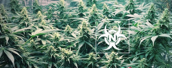Toxicidade por azoto nas plantas de canábis