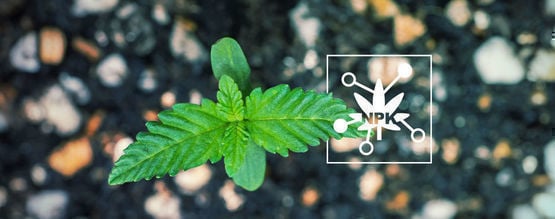 5 factores essenciais que influenciam a disponibilidade de nutrientes na canábis